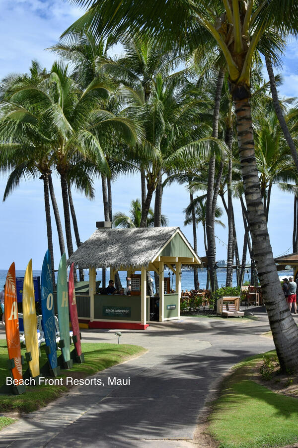 Maui Hawaii beach with palm trees and surfboards