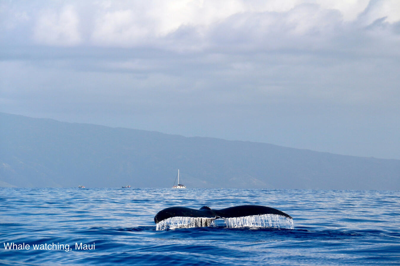 Whale watching, Maui