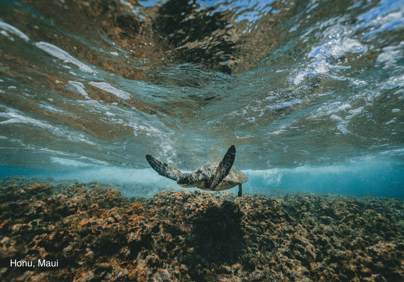 Sea turtle swimming underwater in Maui Hawaii
