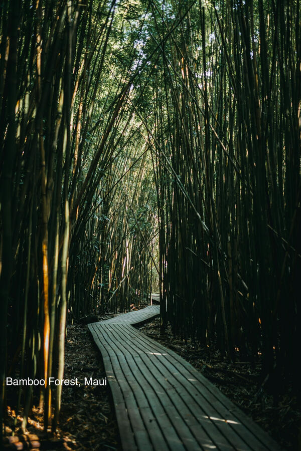 Bamboo forest along Road to Hāna in Maui Hawaii