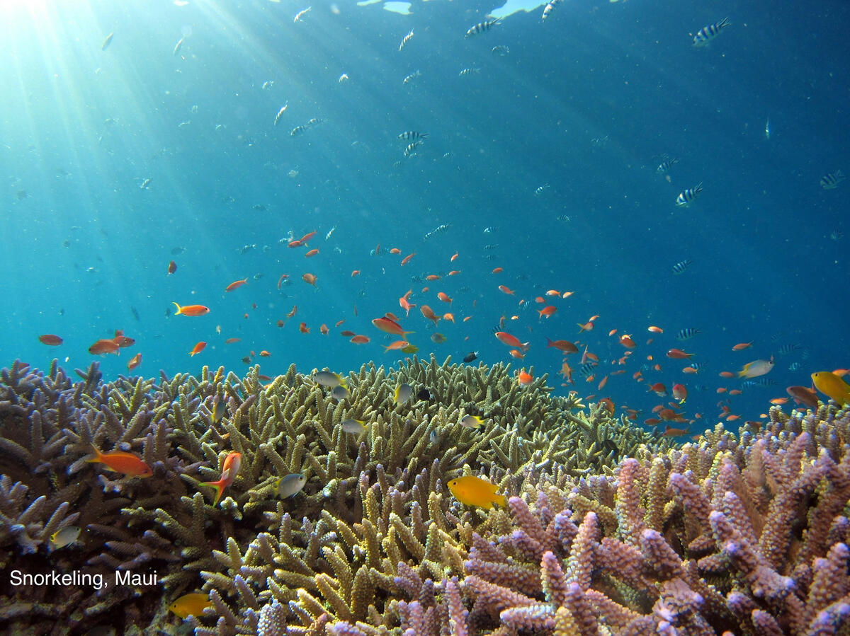 Snorkeling, Maui