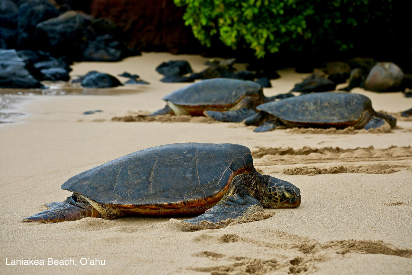 Hawaiian green sea turtles resting on an Oahu beach